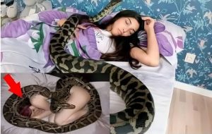 Woman slept with her python every night until the vet showed her a surprising ultrasound…